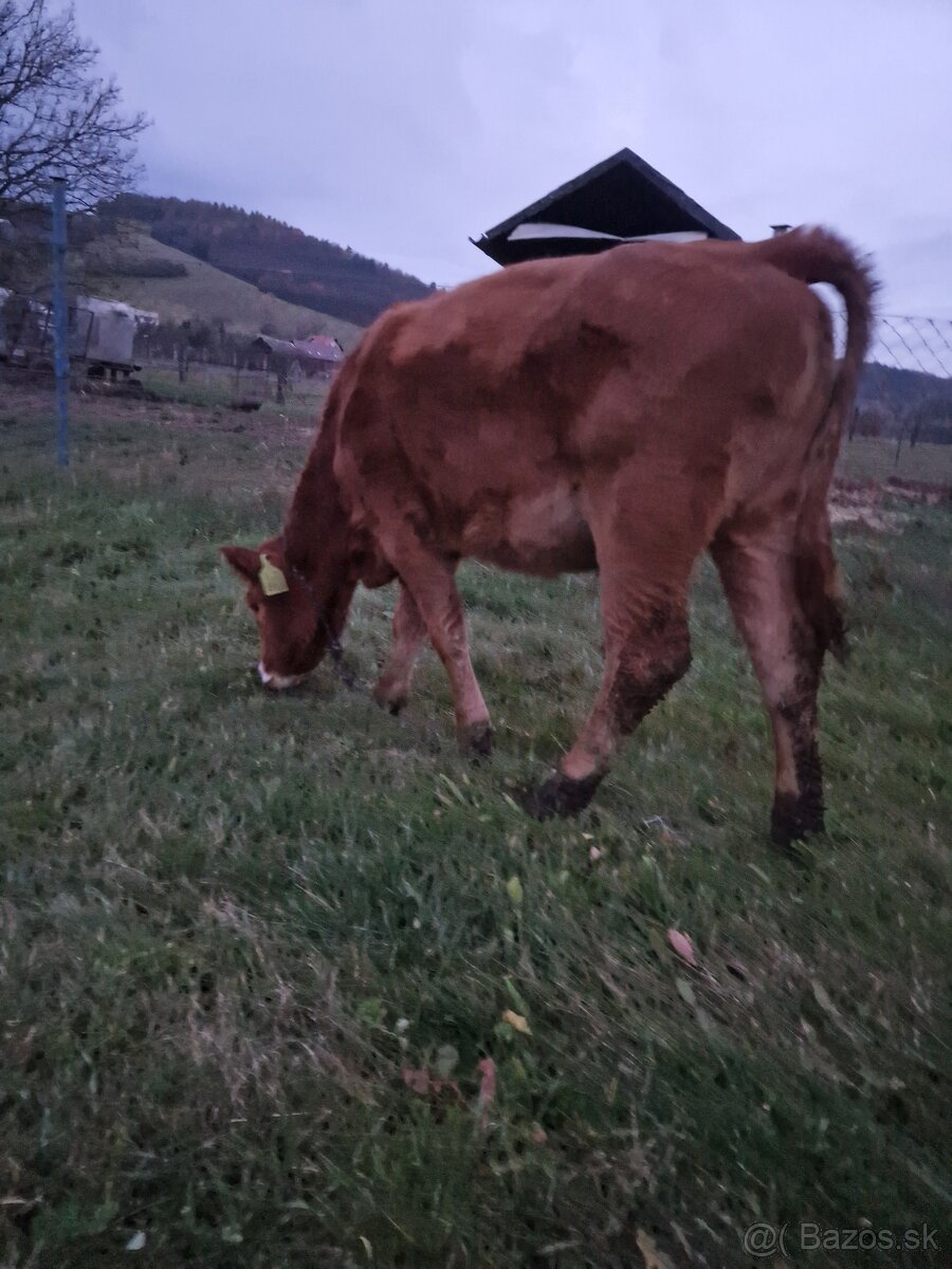 Predám jalovicku (jalovicu, teľa, býka, býčka ) za výhodnú - 9