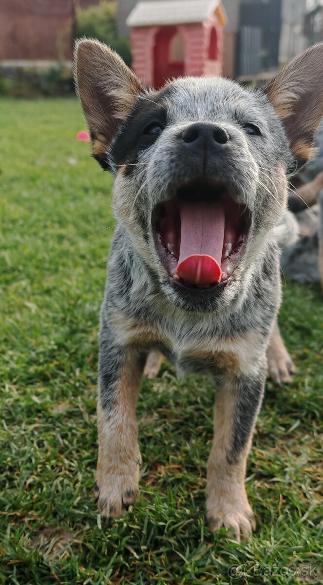 Australsky dobytkarsky pes - 9