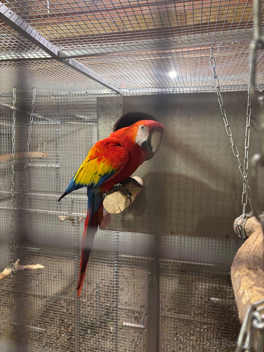 Kakadu inka , Ara arakanga - 9