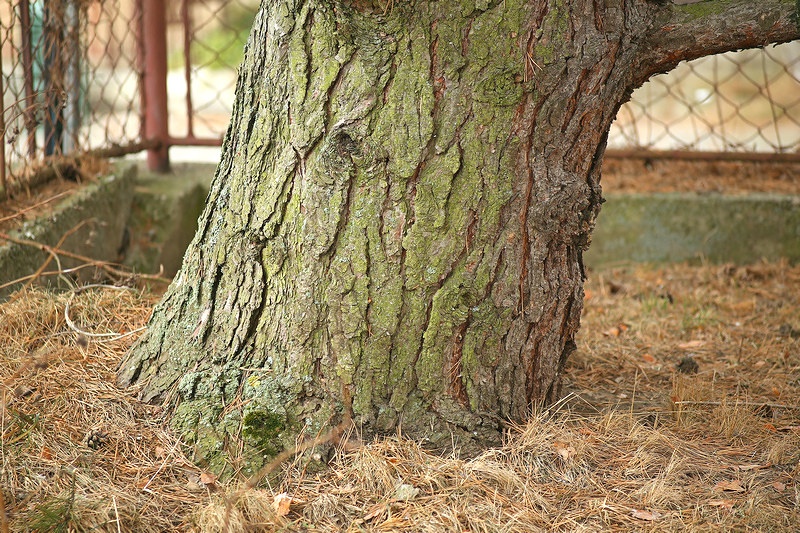 Canon 70-150mm / F4,5 / M42 / FD (adaptér pre EOS EF) - 9