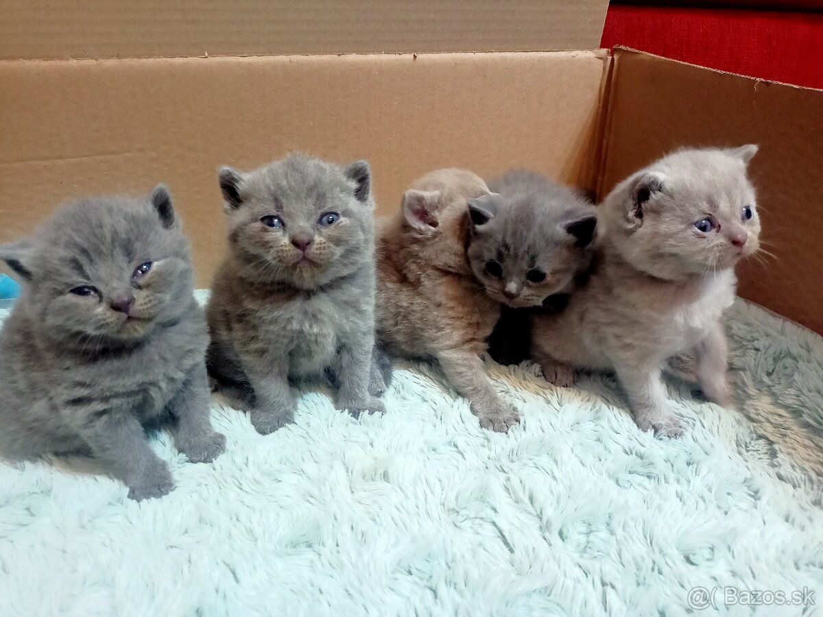 Britske maciatka - 9