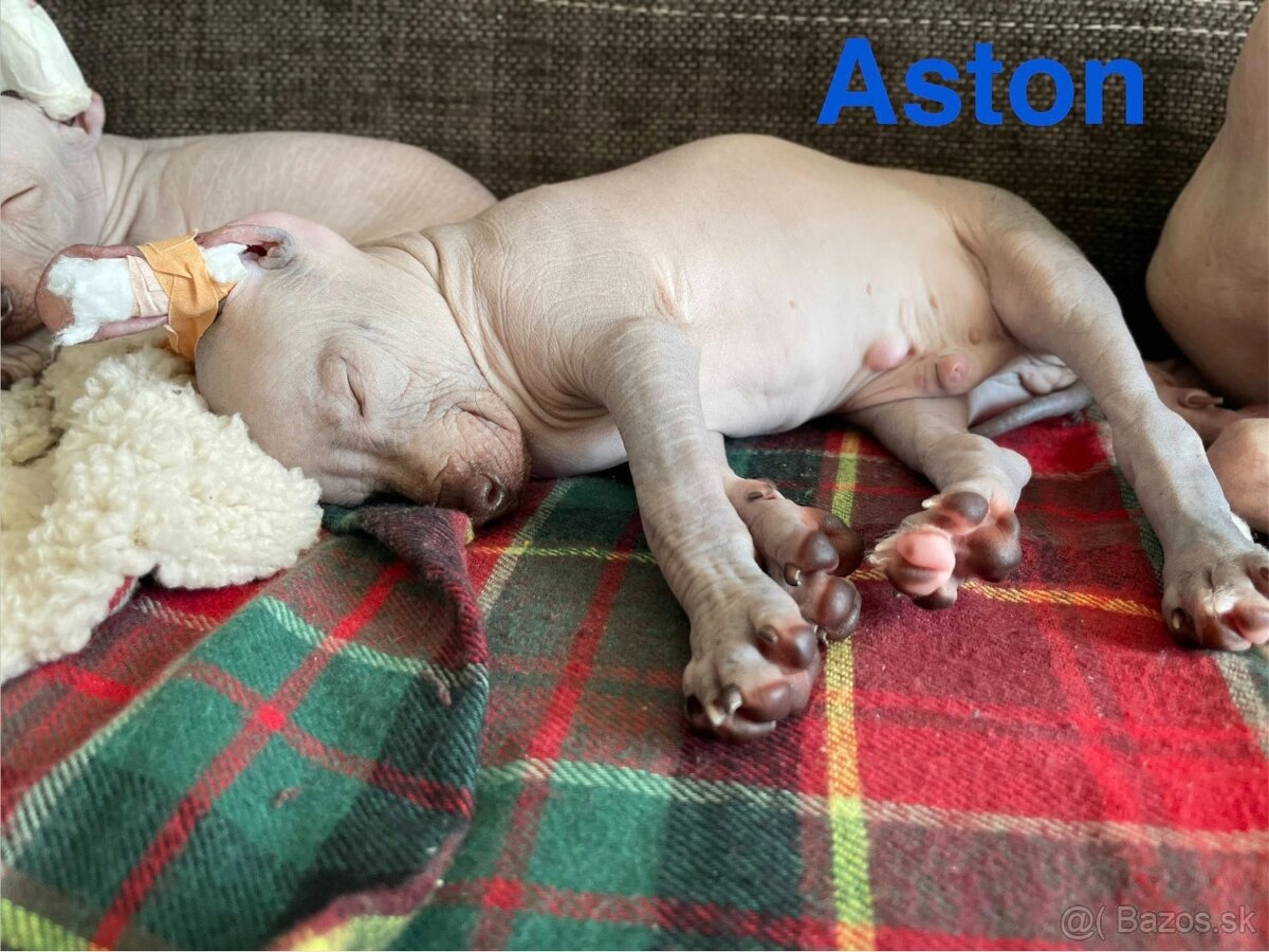 Peruánsky naháč malý - 9