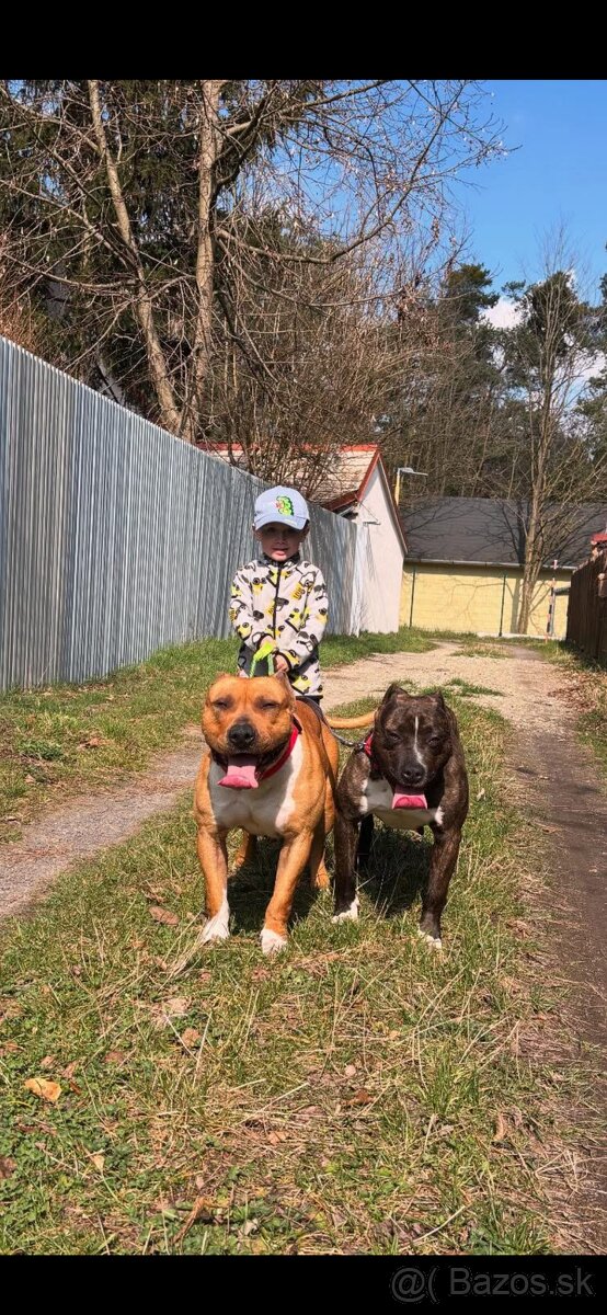 Americký stafordsirsky terier, Stafford, amstaf - 9