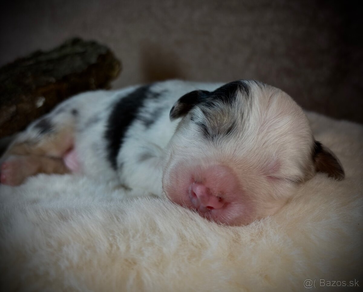 Austrálsky ovčiak s PP - 9