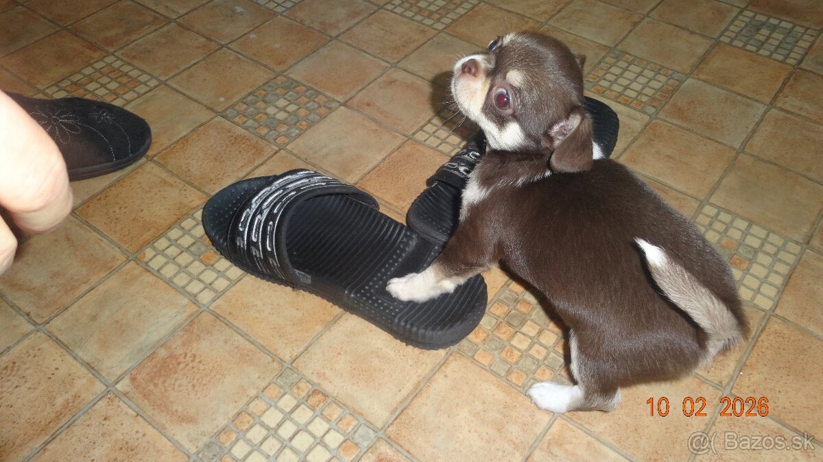 čivava krátkosrstá - 9