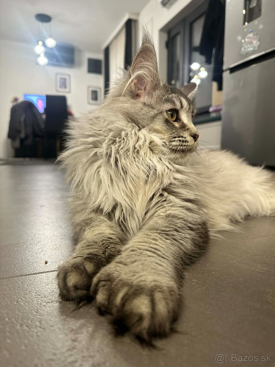 Maine coon, mainská mývalia s PP - kocúrik - 9