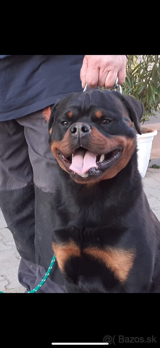 Rottweiler, rotvajler, rtw - 9