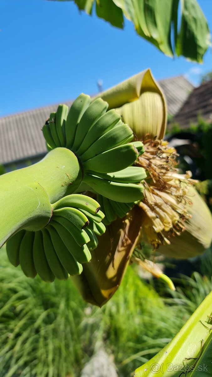 Banan,bananovniky,maurelli atd. - 9