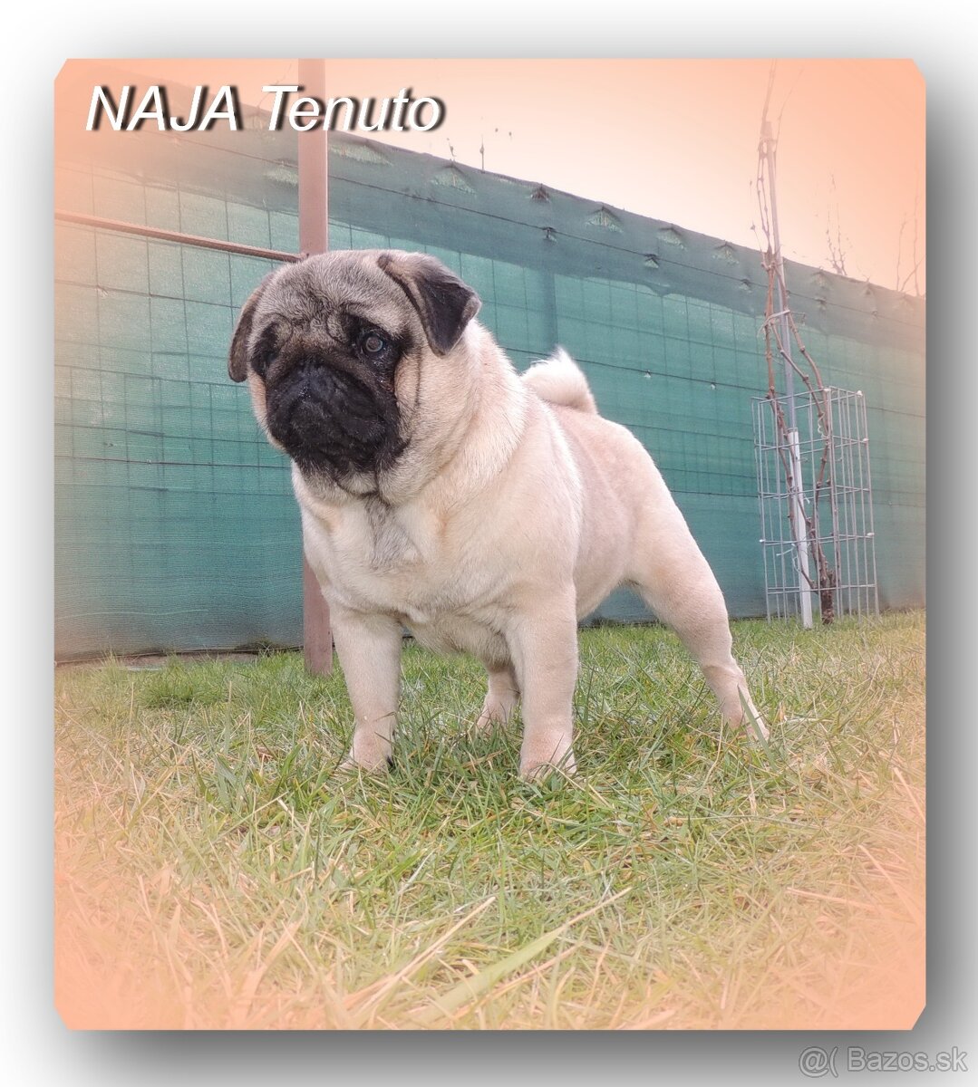 MOPS s PP. - 9