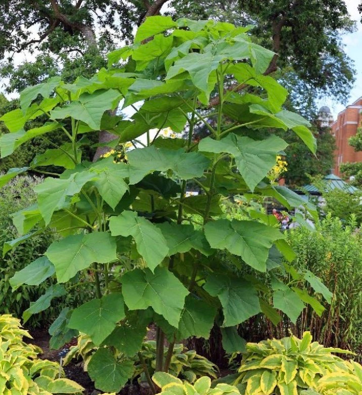 Paulownia Tomentosa rýchlorastúci strom - 9