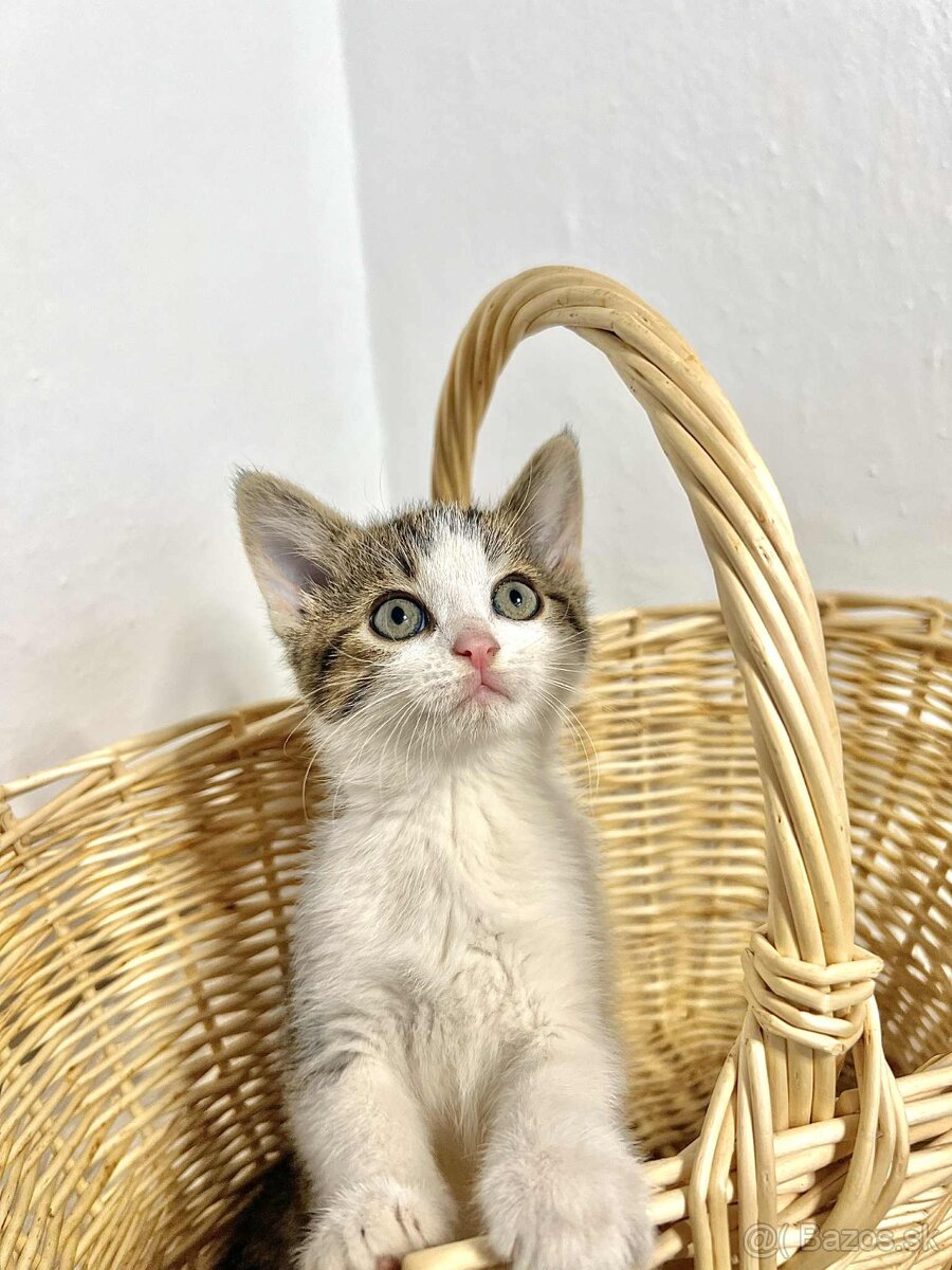 Darujeme mačiatka - 9