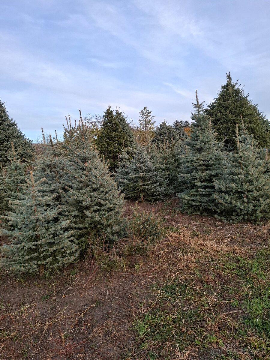 Vianočne stromčeky - 9