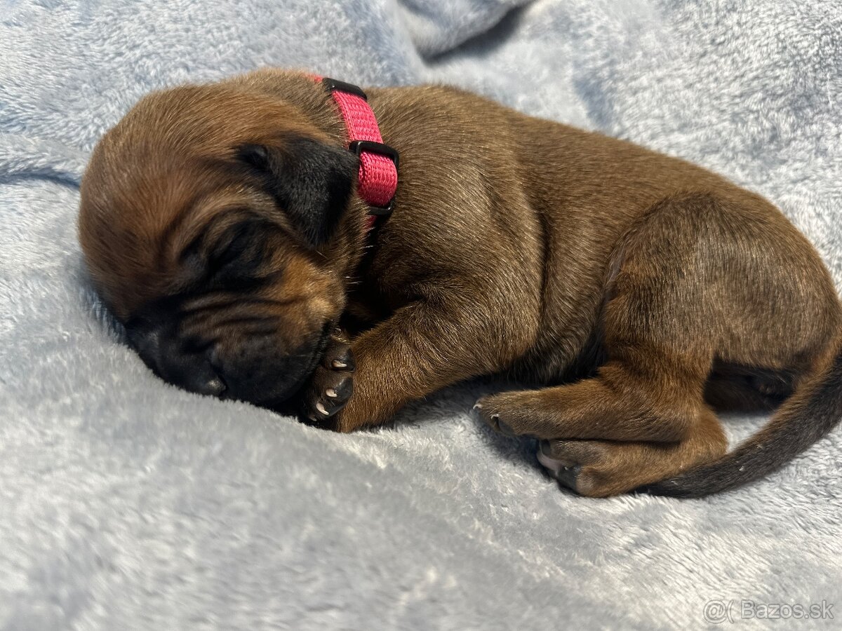 Rhodesian Ridgeback s preukazom pôvodu - 9