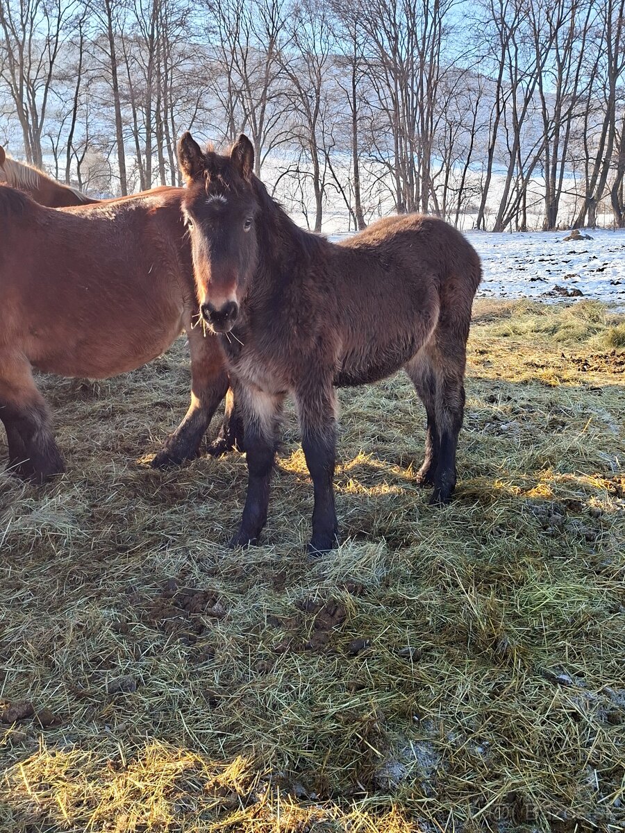 Predam tazne zriebata - 9