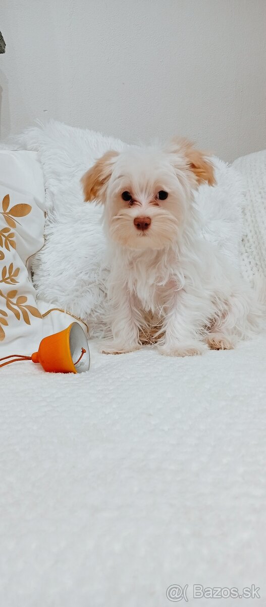 Yorkshire terrier golddust - 9