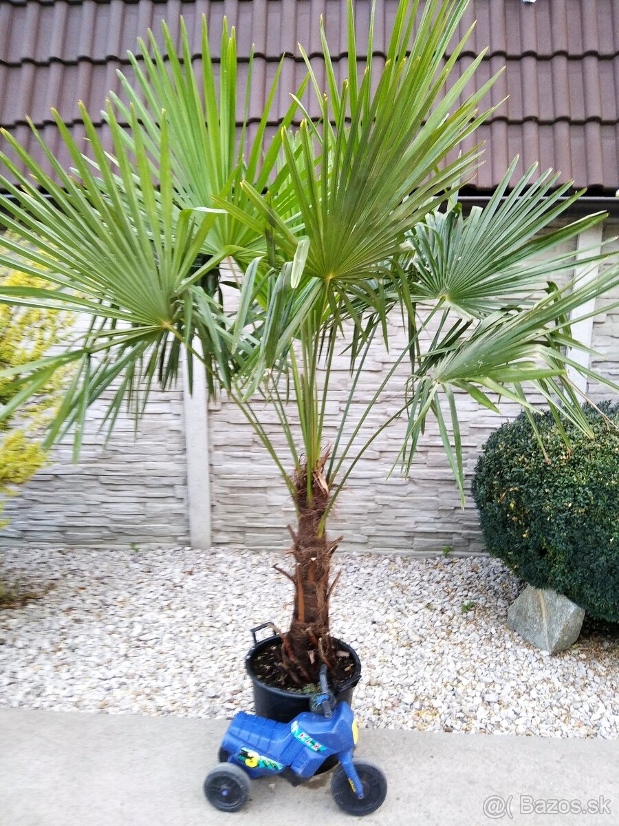 Mrazuvzdorne palmy Trachycarpus Fortunei - 9