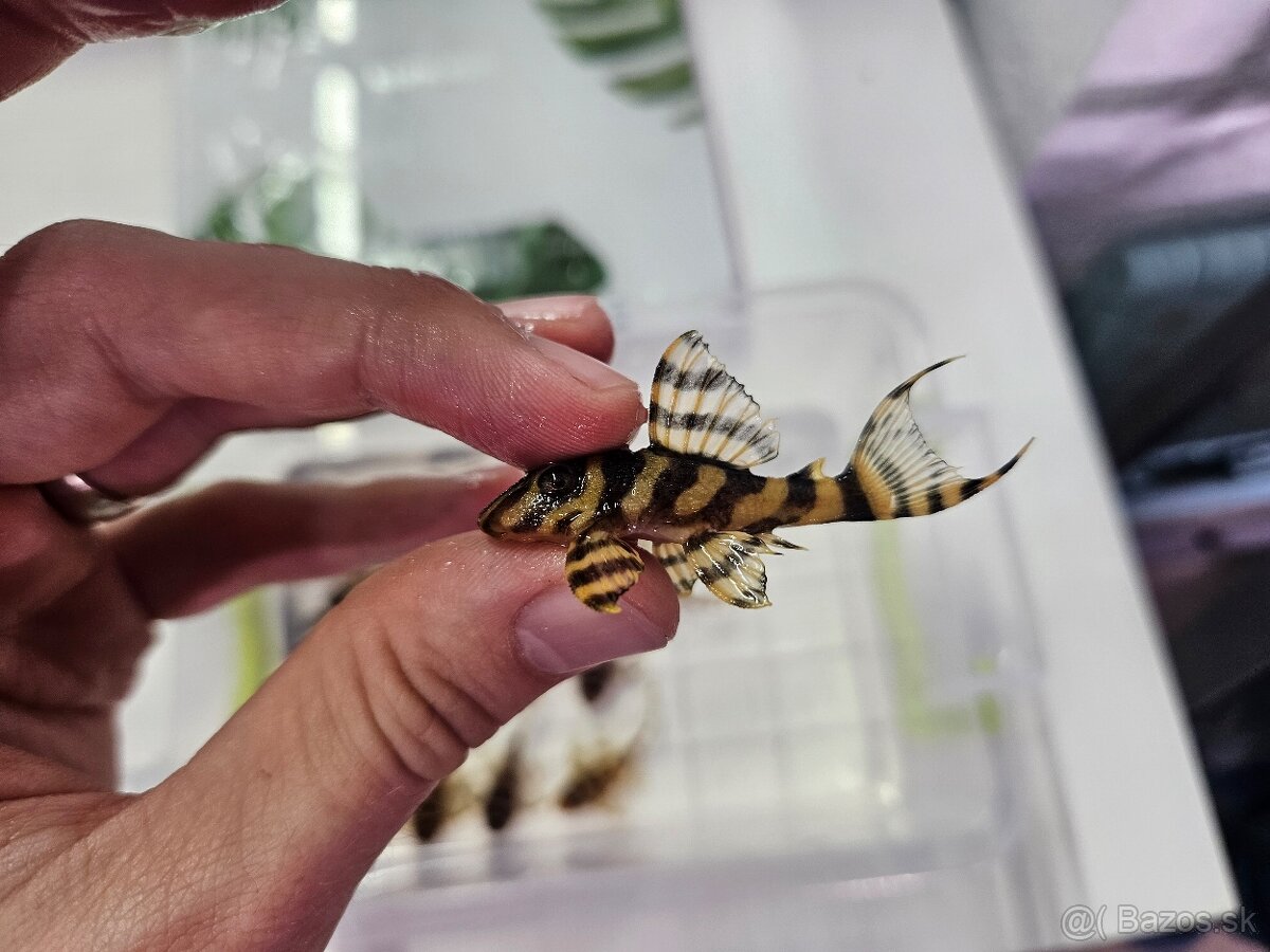 L 333 Gold line AAA - odchov - 9