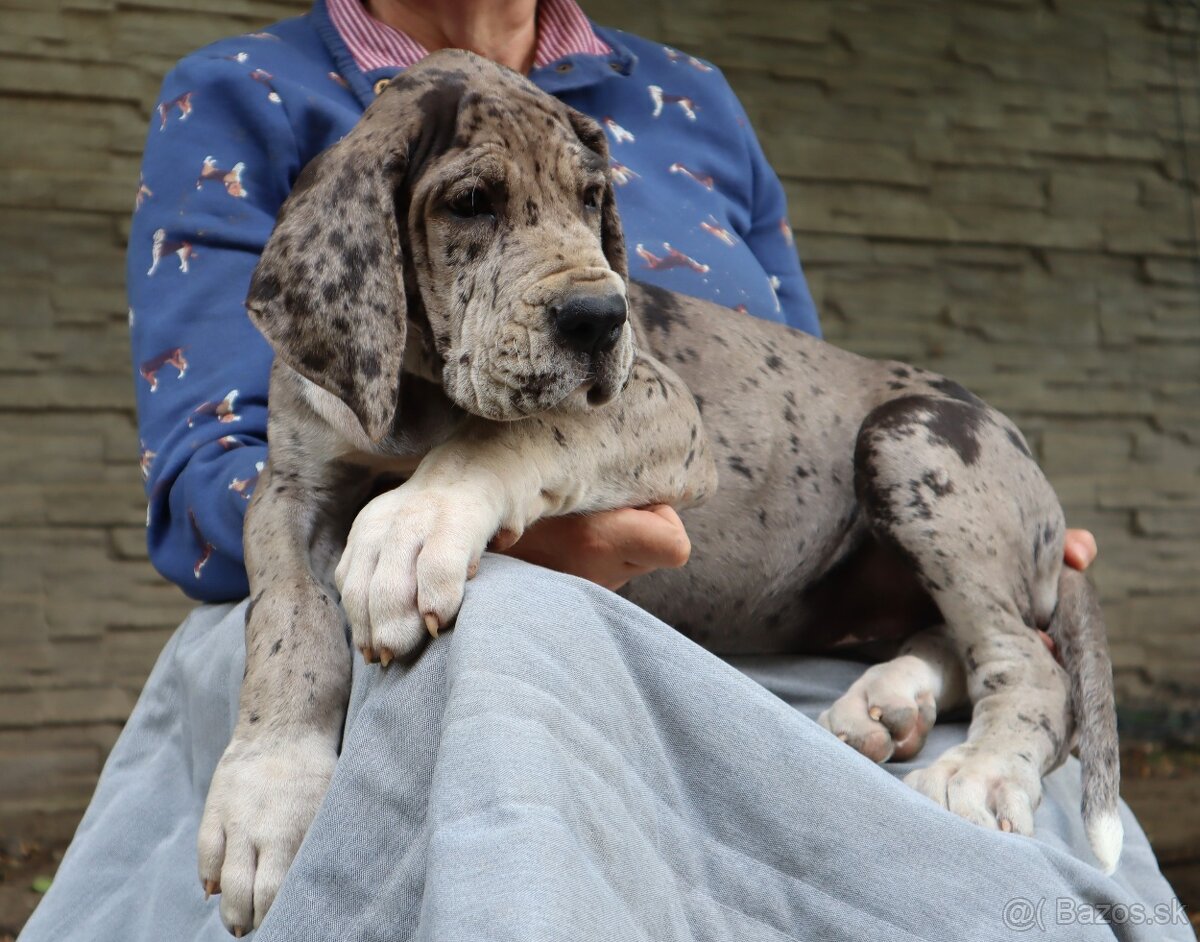 Nemecká doga s PP FCI Harle Černá Merle po šampiónoch - 9