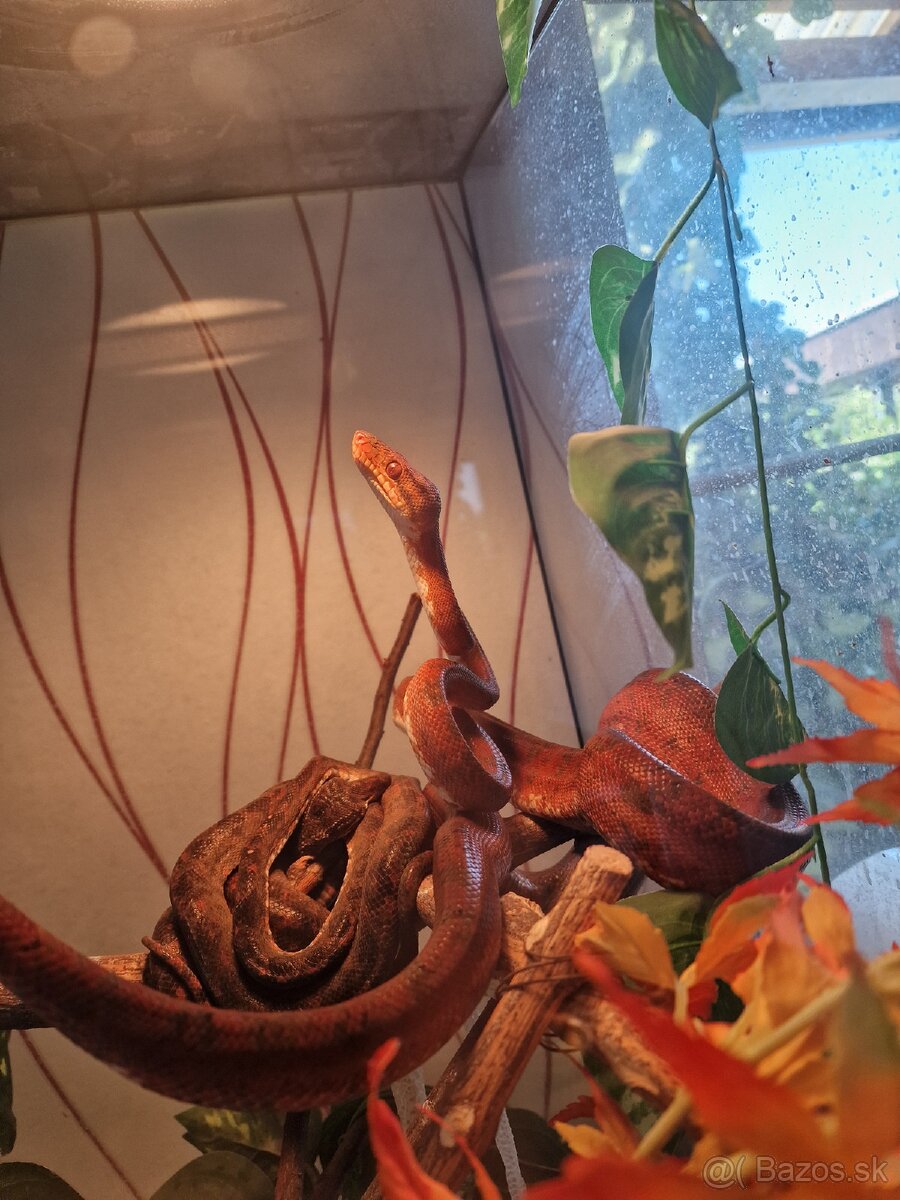 Corallus Hortulanus - 9