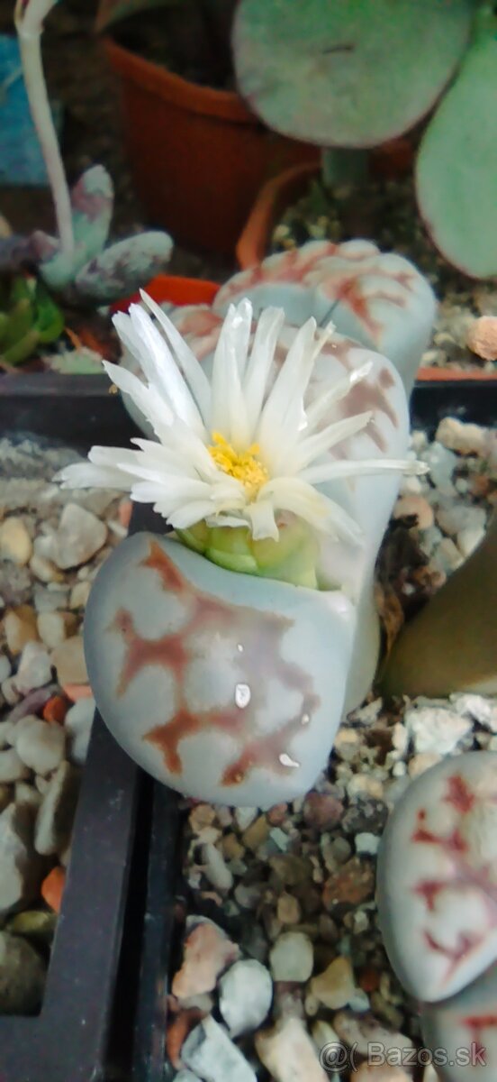 Akvatera, rastliny, krevetky , šváby a iné - 9