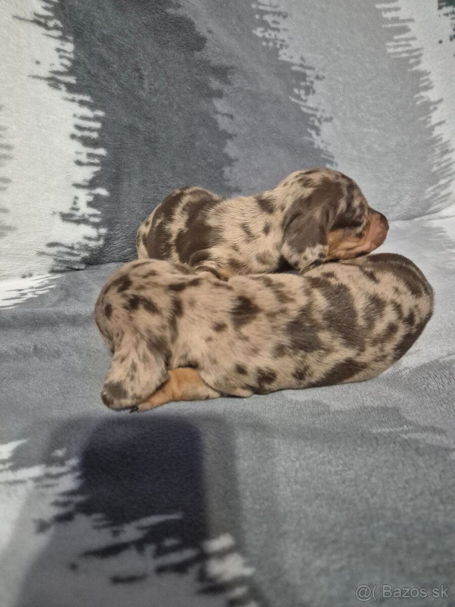 Jazvečik trpasliči - 9