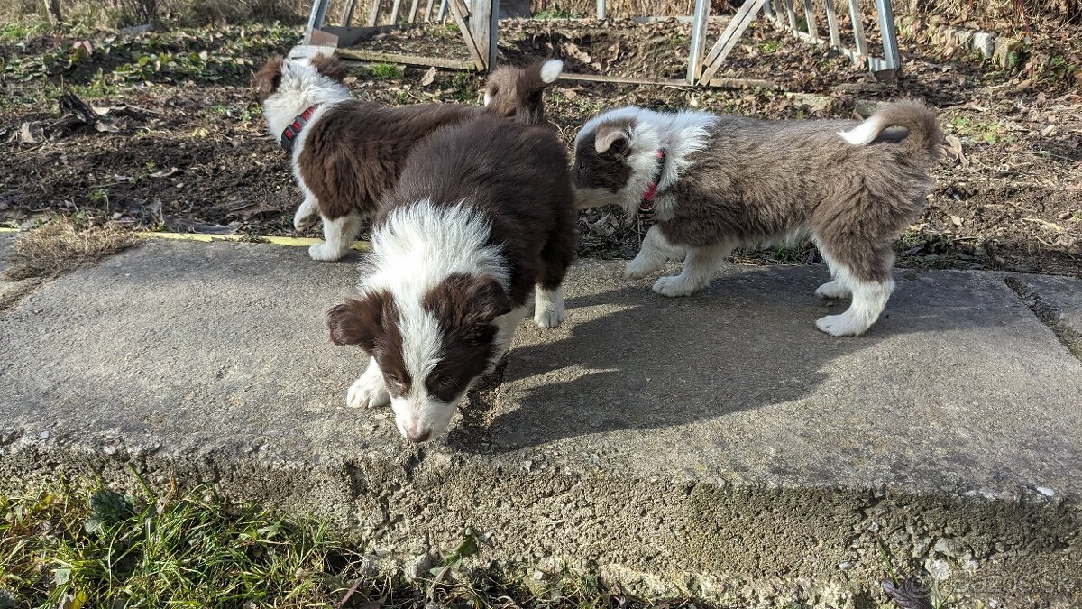 Border kólia, hnedá - 9