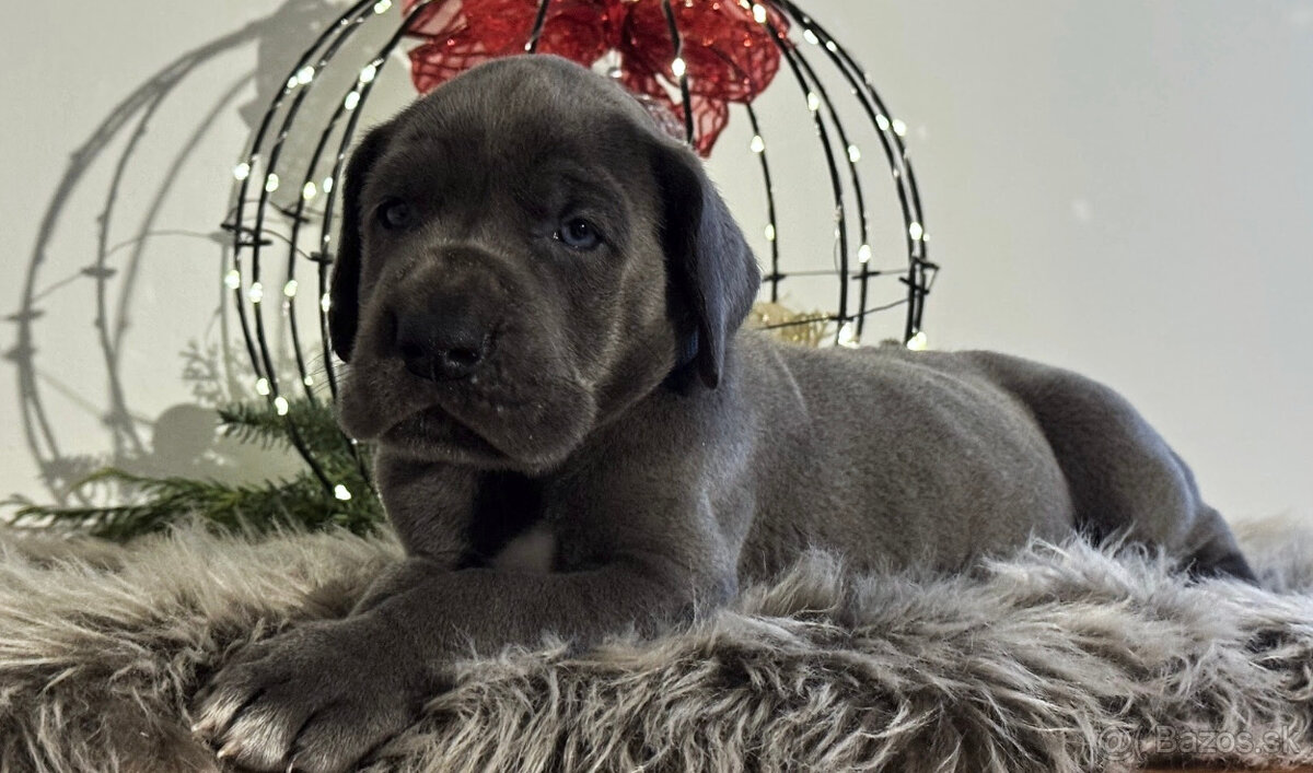 Německá doga modrá s PP - 1 měsíc - 9