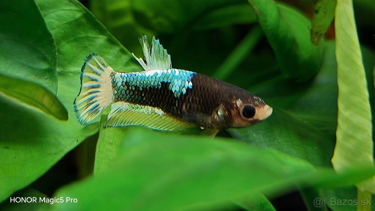 Betty - Bojovnice - 9