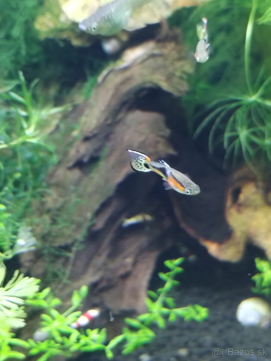 Endlerky Poecilia wingei - 9