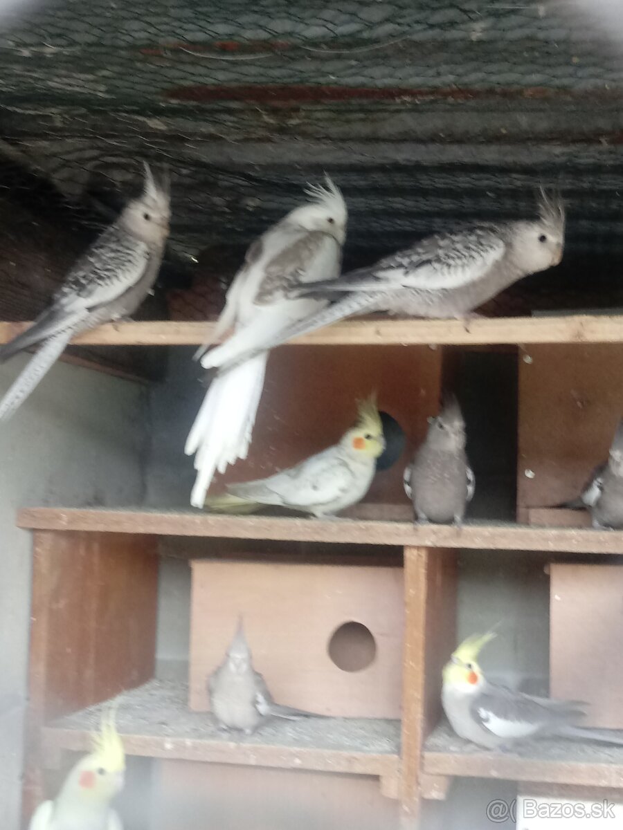 Predam korely a andulky - 9