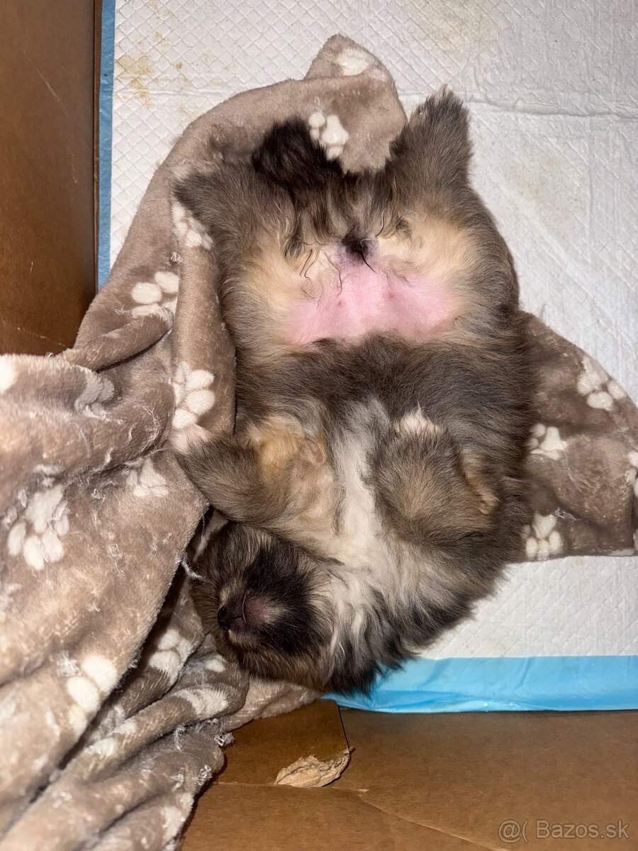 Pomeranian - 9