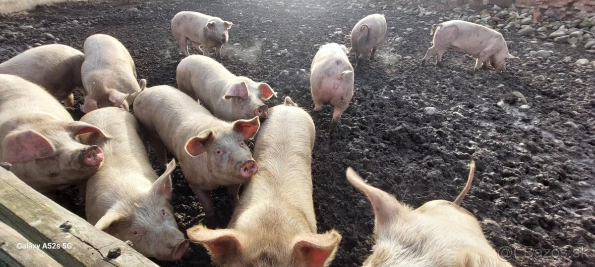 tohtoročné prasce - 9