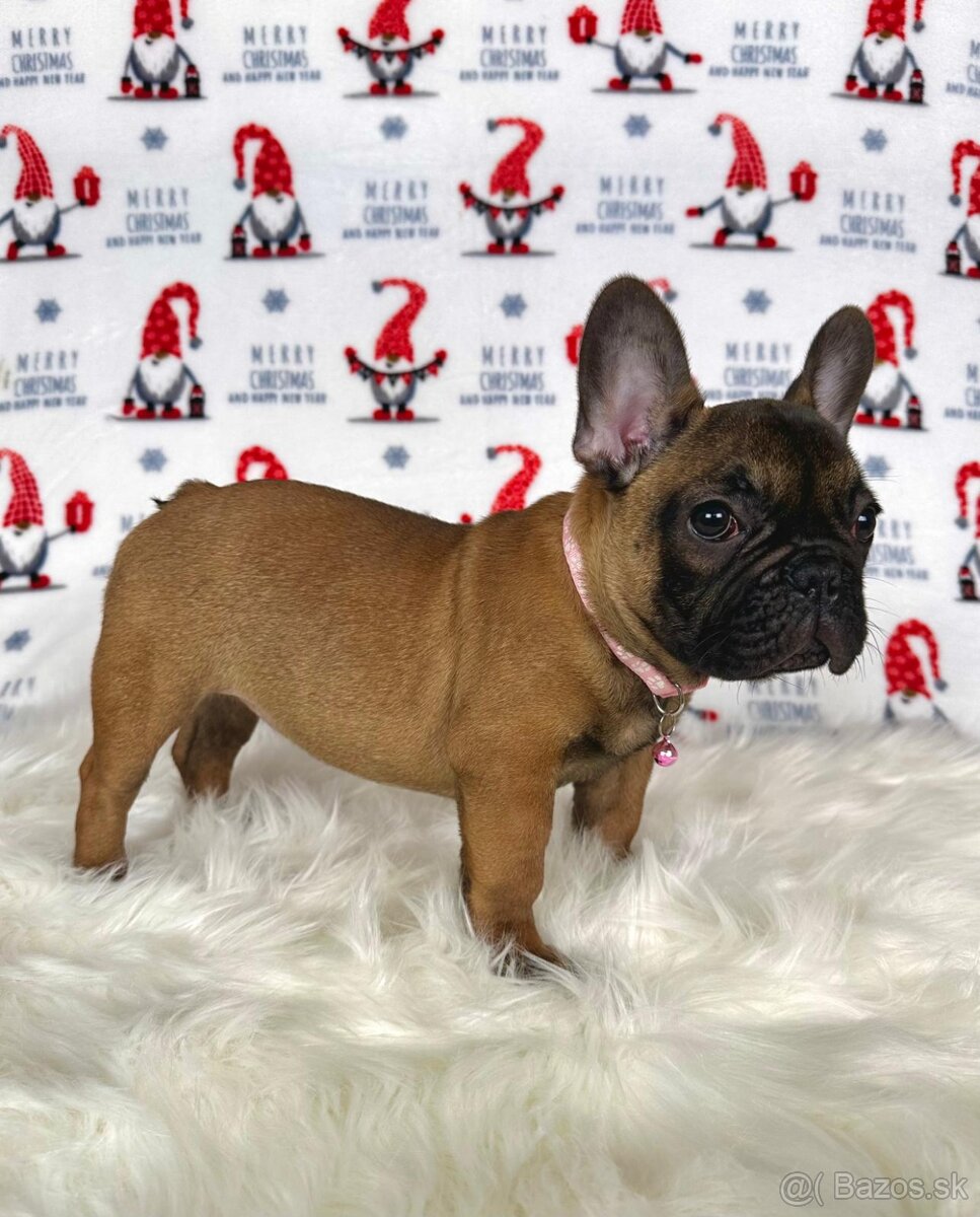 Francúzsky buldoček s PP - sučka BAMBI 🌸 - 9