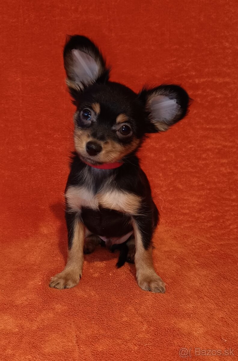 Ruský toy s PP - dlouhosrstý - 9