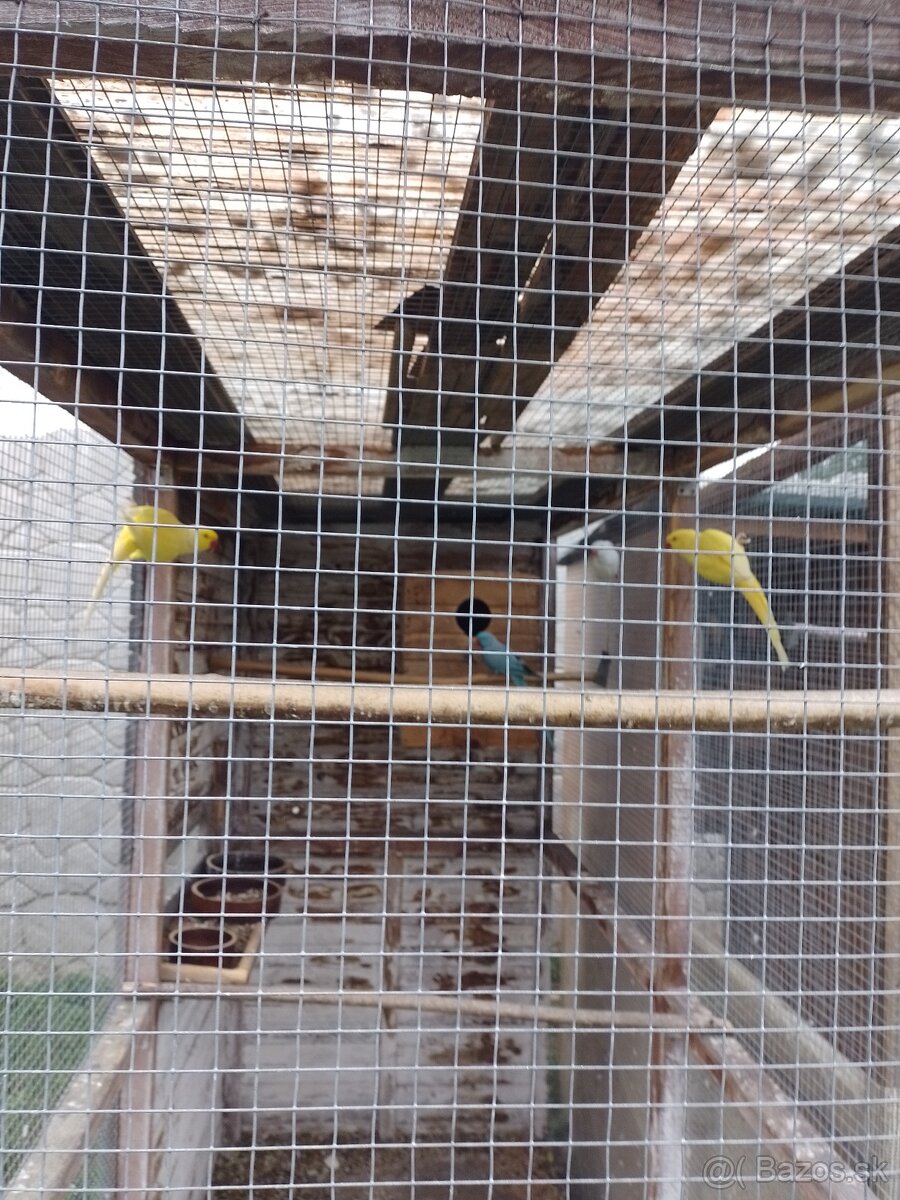 Papagáj spevavy - 9