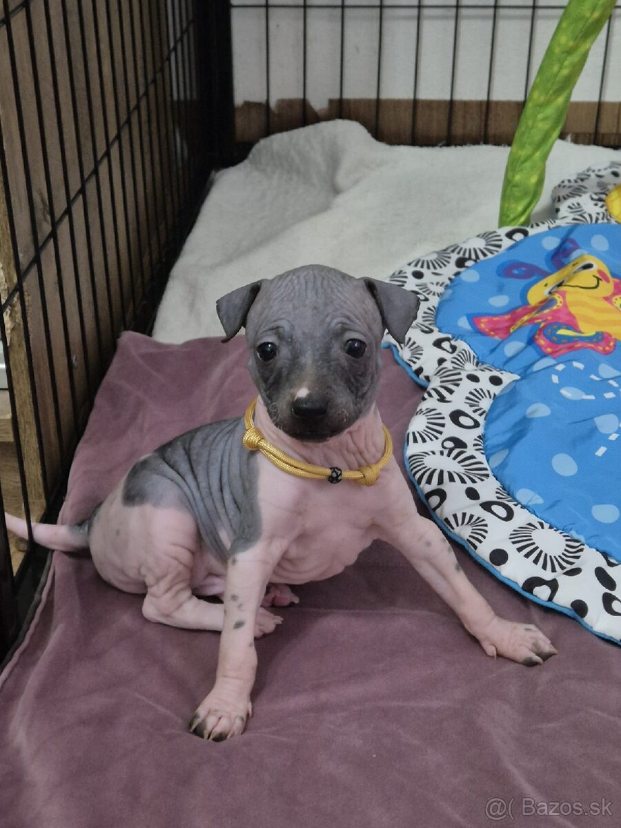 Americký bezsrstý teriér - 9