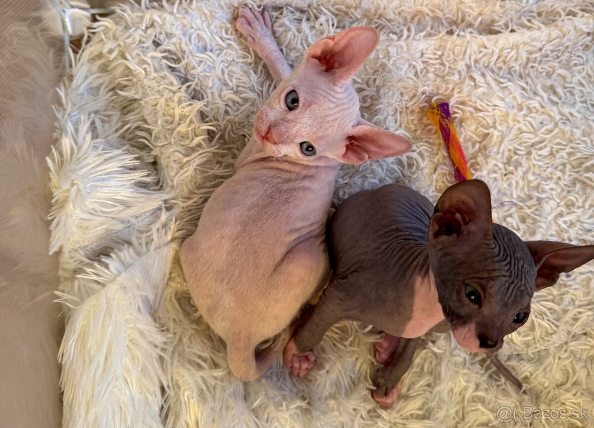 Don sphynx - 9