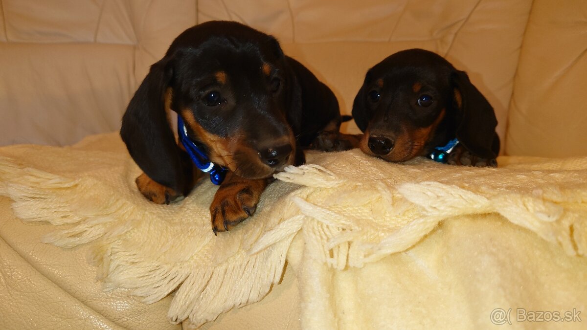 Jazvečik čistokrvny trpasliči krátkosrsty - 9