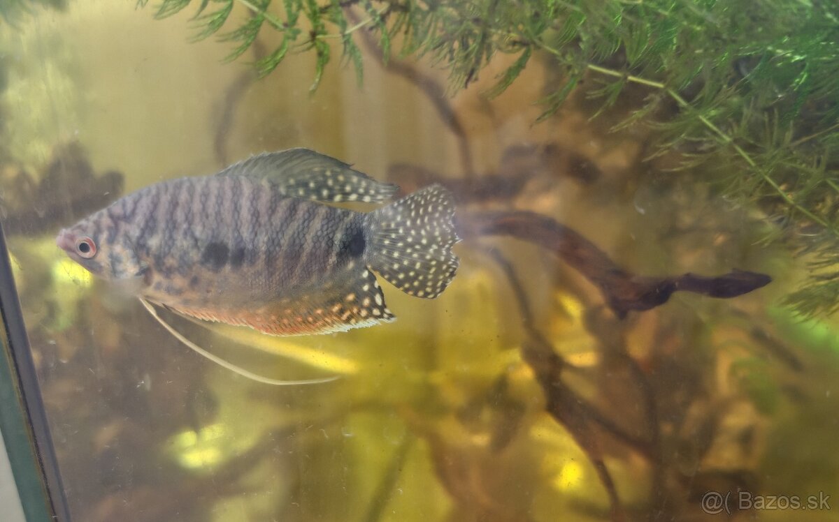 Predám akvarijné rybičky - 9