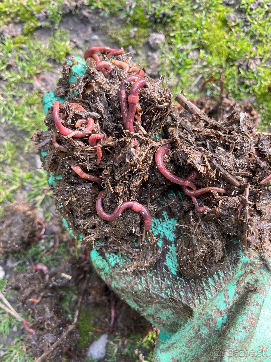 Kalifornské a Hnojné Dážďovky - 9