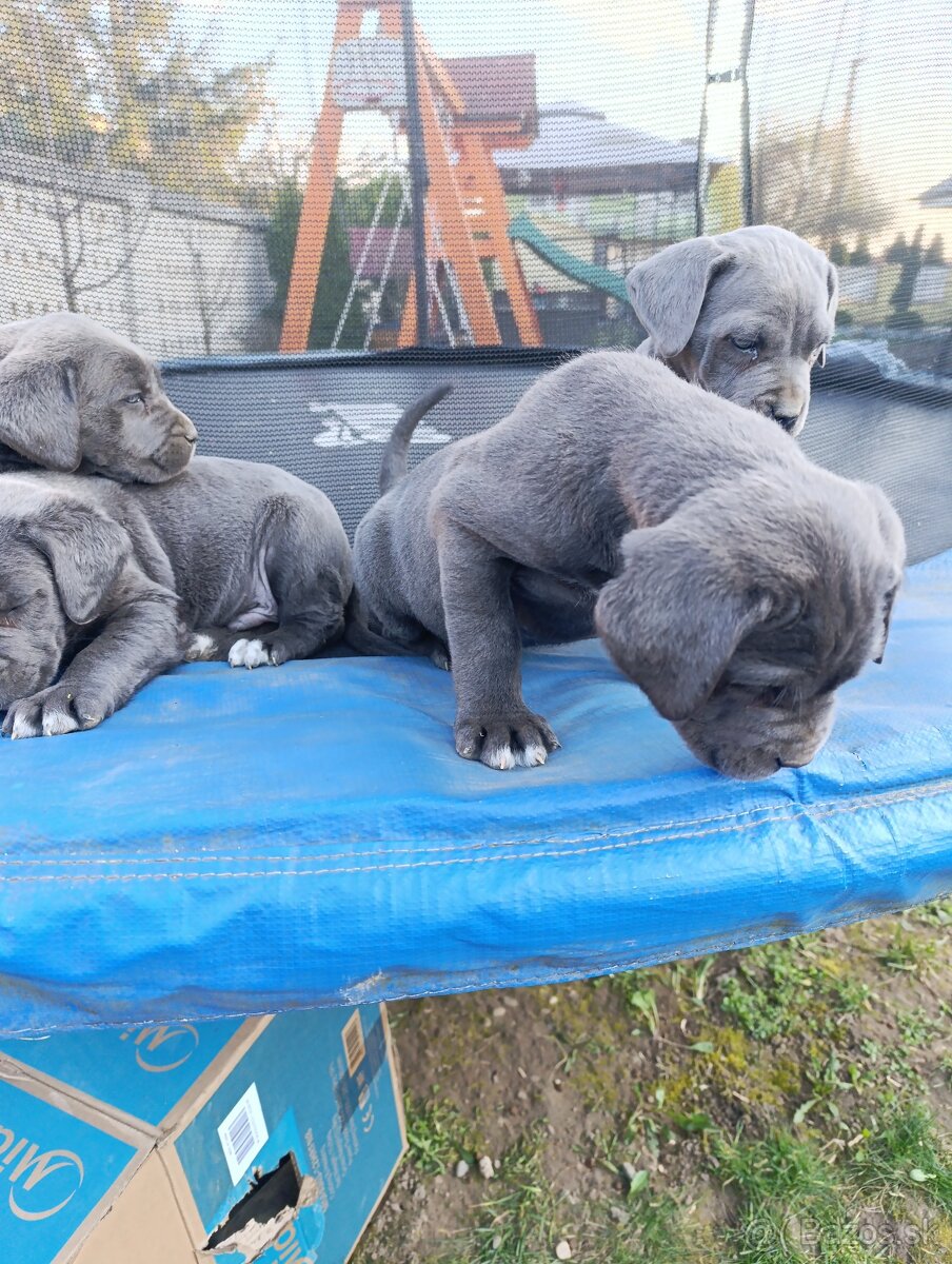 Cane corso modré šteniatka - 9