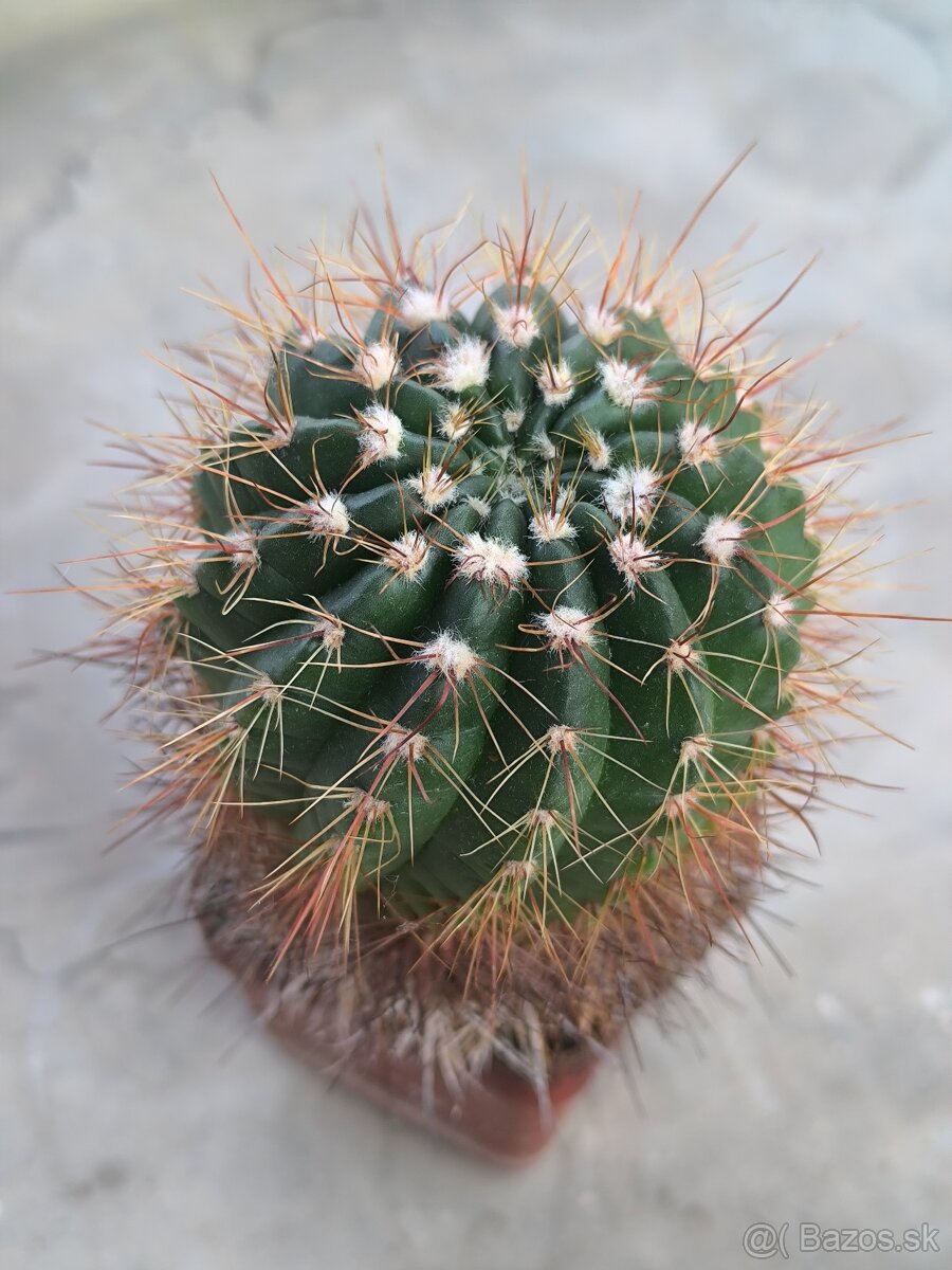 Kaktusy a sukulenty - 9