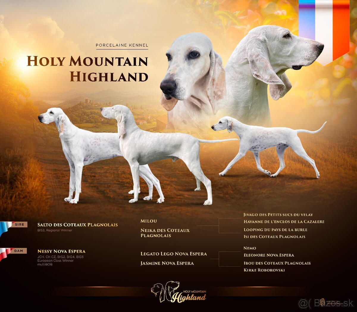 Porcelaine – štěniatko s PP - 9