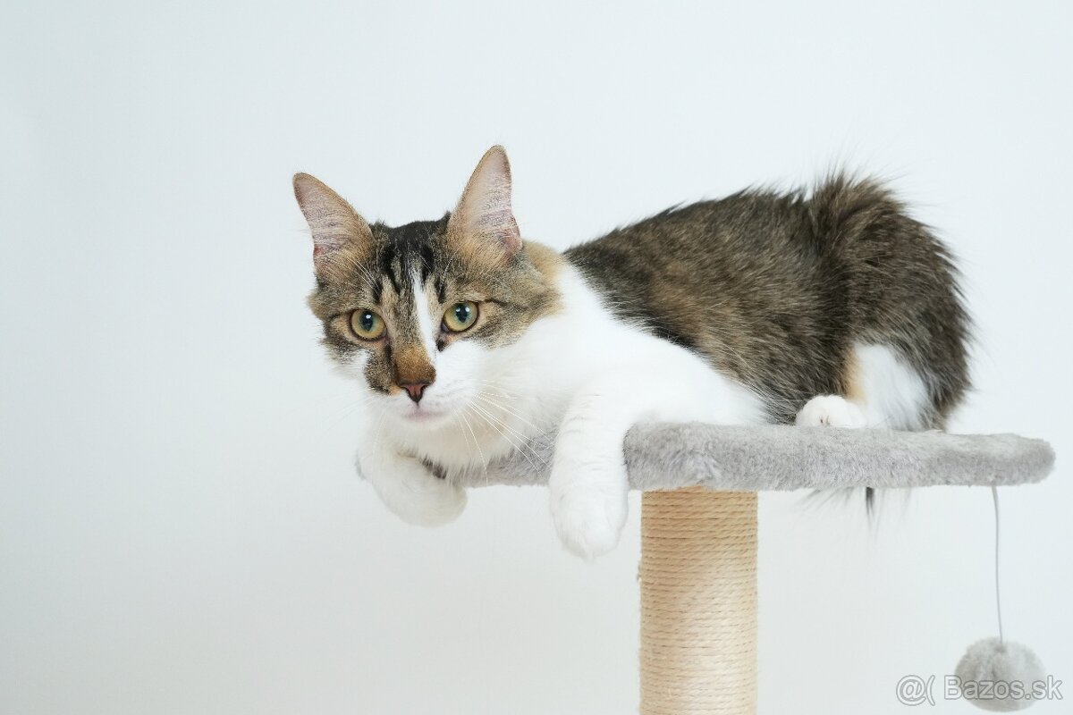 MONTY hľadá domov - 9