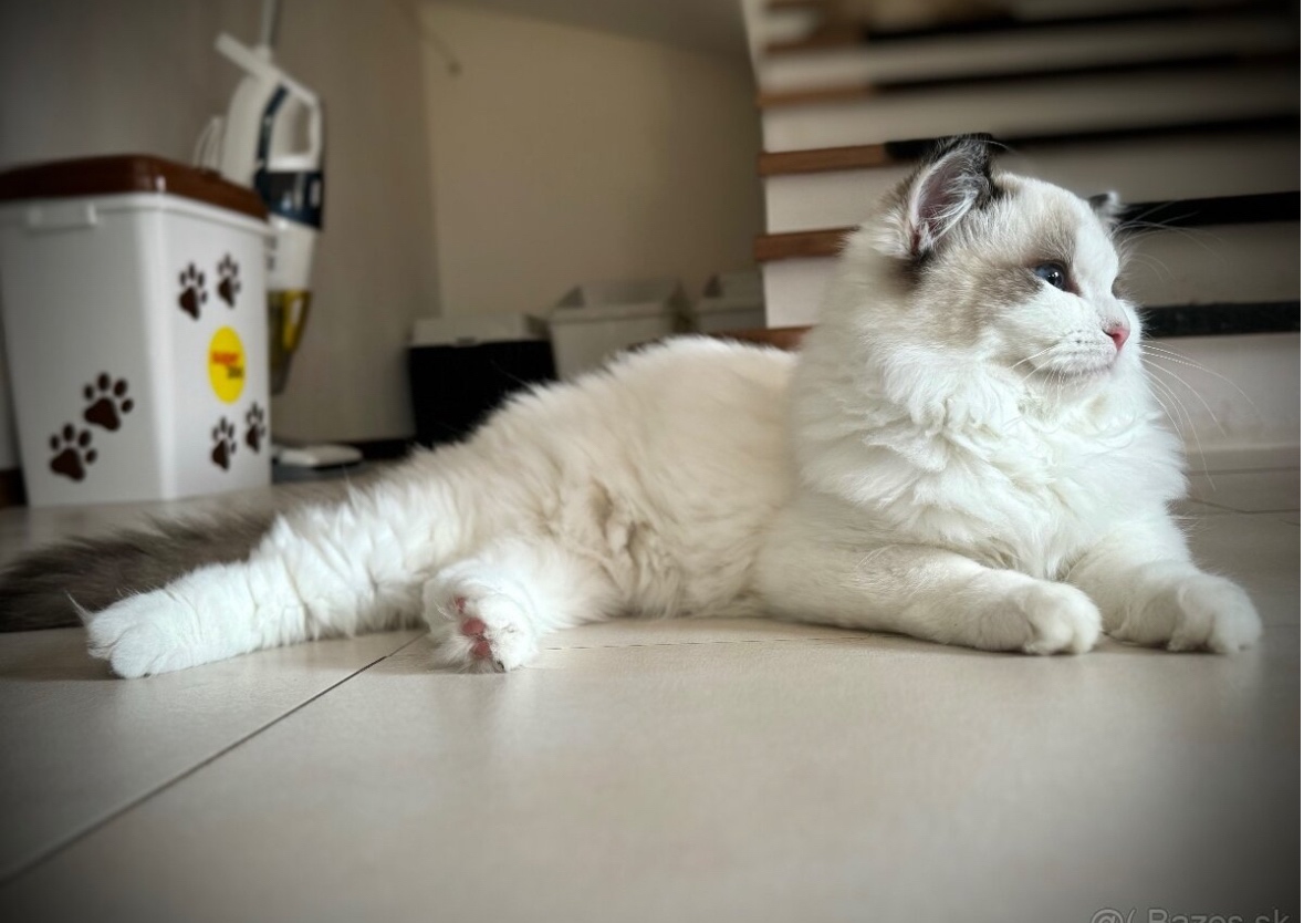 Mačiatka Ragdoll s PP - 9