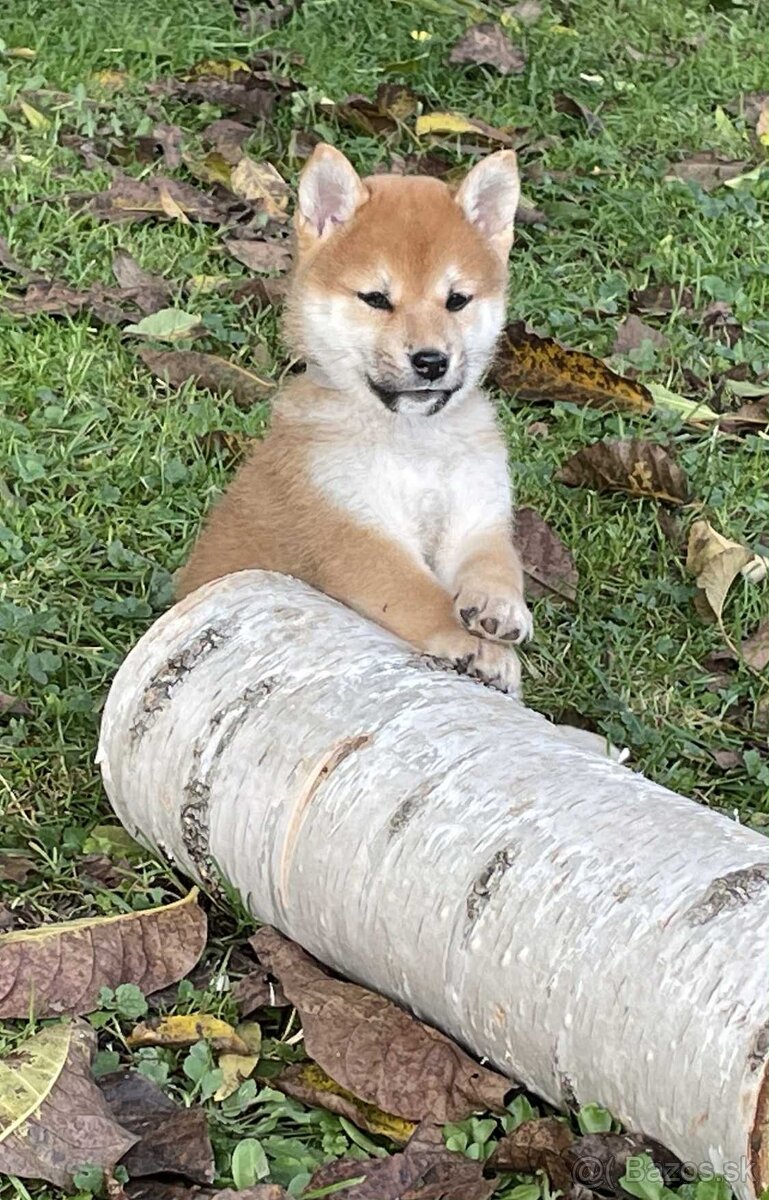 Shiba inu s PP /FCI / - 9