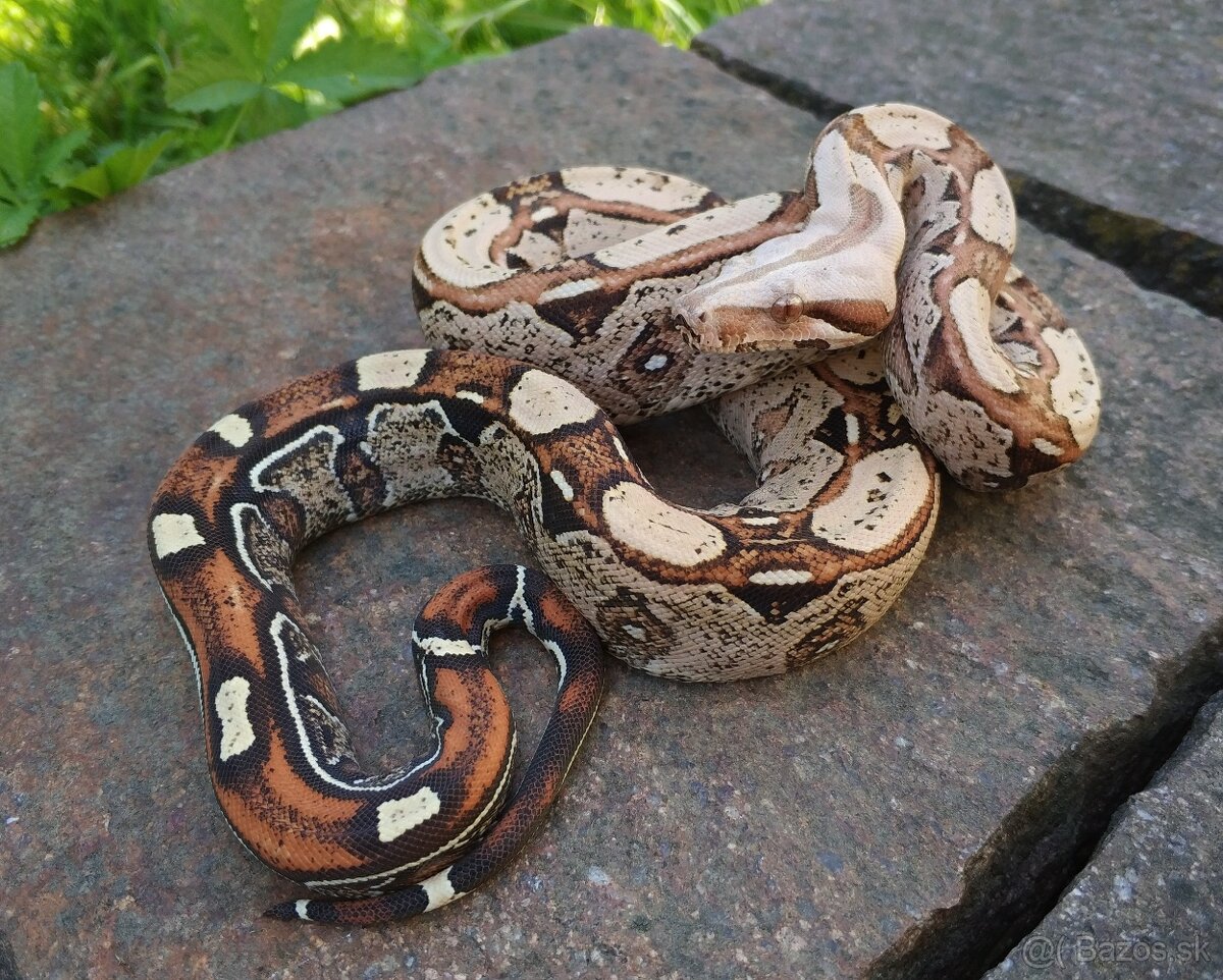 Boa imperator - Keltic VPI Albino, VPI Sunglow - 9