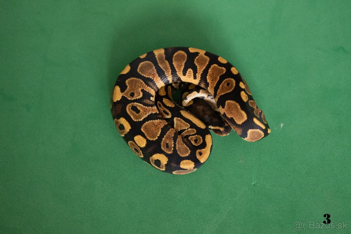 Pytón kráľovský/ Python regius - 9