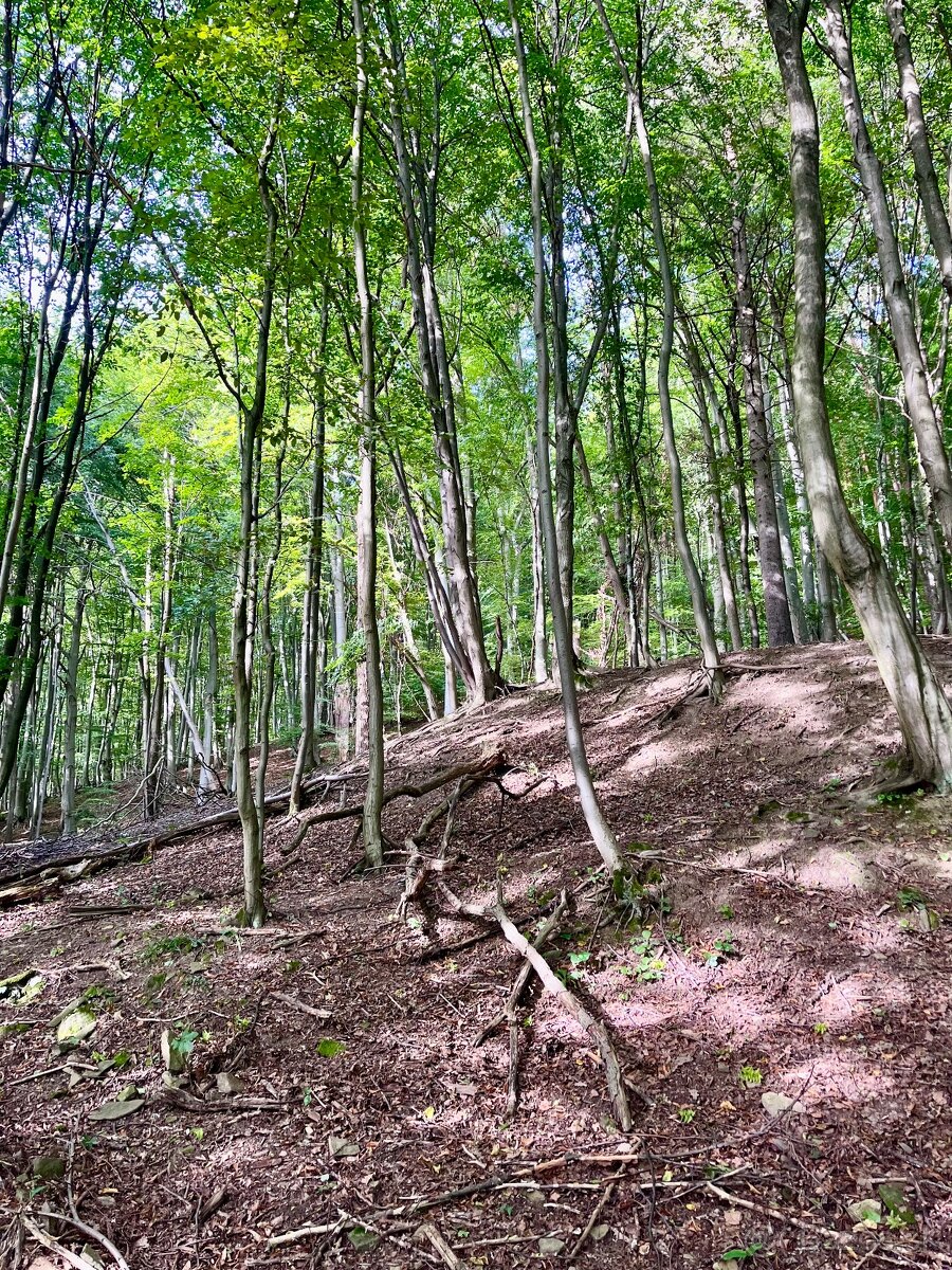 Pozemok s prechodom priamo do lesa - 9