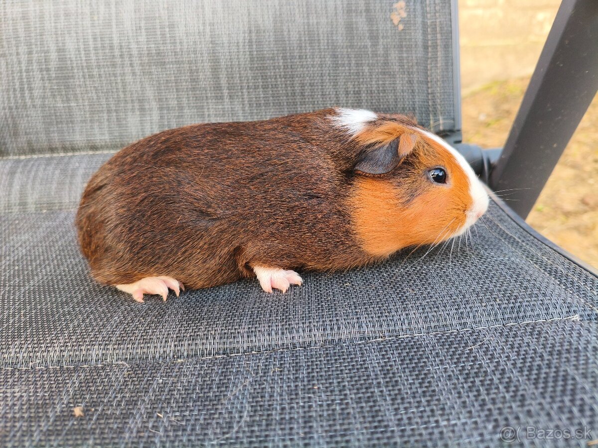 Cuy morčata - 9